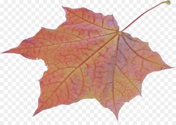Maple leaf