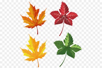 Maple leaf
