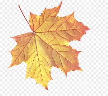 Maple leaf