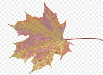 Maple leaf