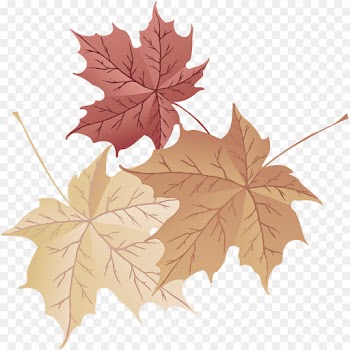 Maple leaf