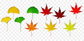 Maple leaf