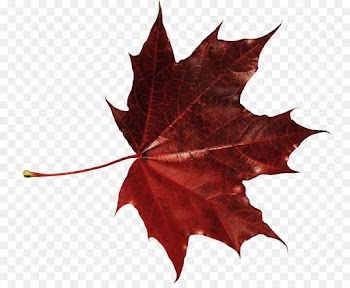 Maple leaf