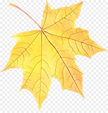 Maple leaf