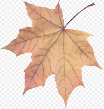 Maple leaf