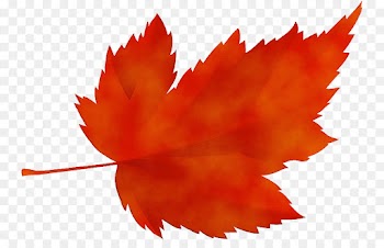 Maple leaf