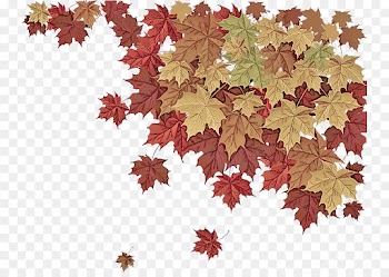Maple leaf