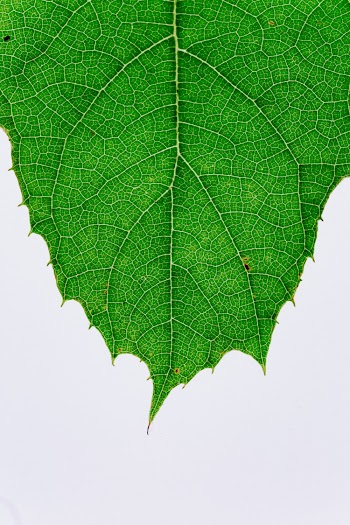 Maple Leaf