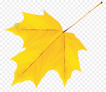 Maple leaf