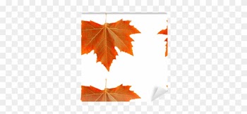 Maple Leaf