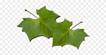 Maple Leaf