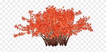 Maple Leaf