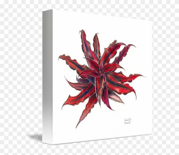 Maple Leaf