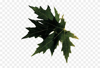 Maple Leaf