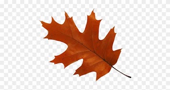 Maple Leaf