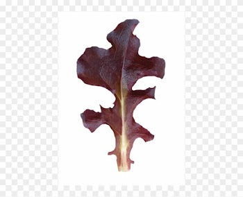 Maple Leaf