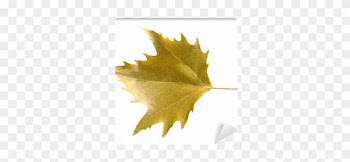Maple Leaf
