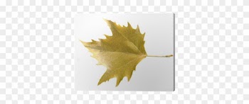 Maple Leaf