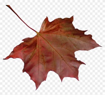 Maple Leaf
