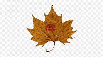 Maple Leaf