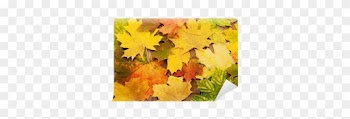 Maple Leaf
