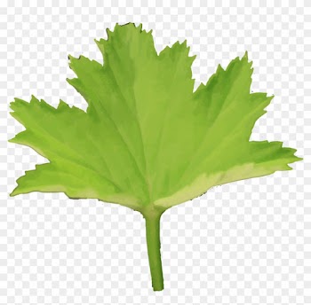 Maple Leaf