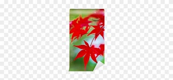 Maple Leaf