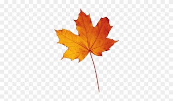 Maple Leaf - Осенний Лист Рисунок