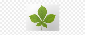 Maple Leaf