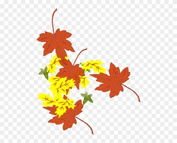 Maple Leaf