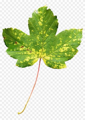 Maple Leaf