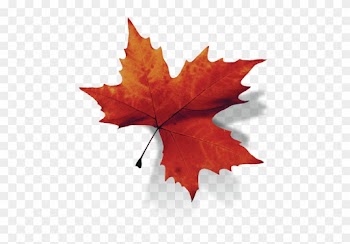 Maple Leaf