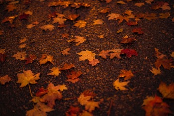 Maple Leaf