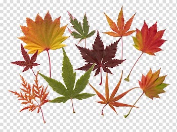 Maple leaf Acer japonicum Japanese maple Red maple, Leaf transparent background PNG clipart