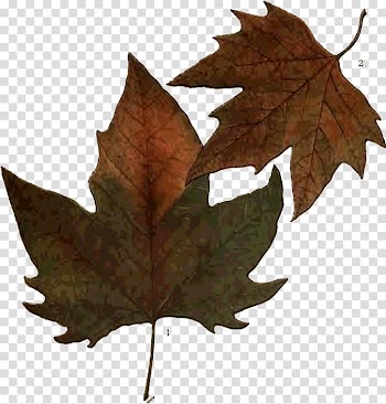 Maple leaf Adobe shop Autumn , Leaf transparent background PNG clipart