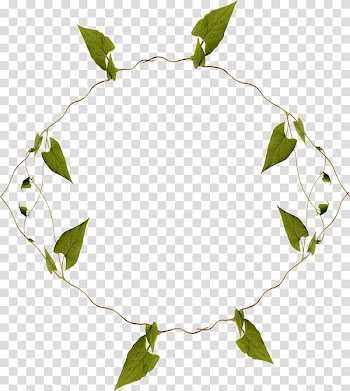 Maple leaf Annulus, Wound leaves transparent background PNG clipart