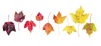 Maple leaf, Autumn aesthetic. Free | Free Photo - rawpixel