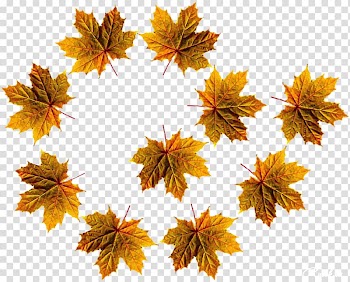 Maple leaf Autumn Ansichtkaart, Leaf transparent background PNG clipart