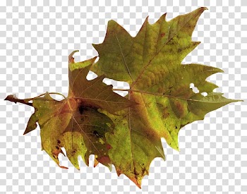 Maple leaf Autumn Art, Leaf transparent background PNG clipart