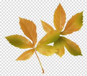 Maple leaf Autumn, Autumn leaves transparent background PNG clipart