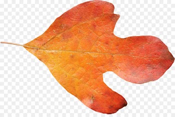 Maple leaf Autumn - Autumn Maple Leaf 