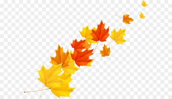 Maple leaf Autumn - Autumn maple leaf vector 