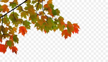 Maple leaf Autumn - Autumn maple leaves 