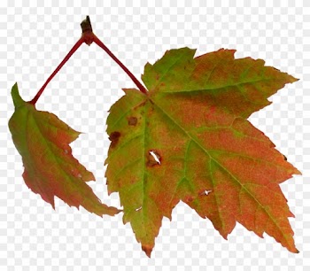 Maple Leaf Autumn Clip Art - Maple Leaf Autumn Clip Art