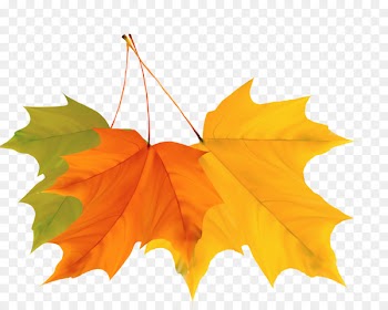 Maple leaf Autumn - Colorful autumn leaves design vector material 