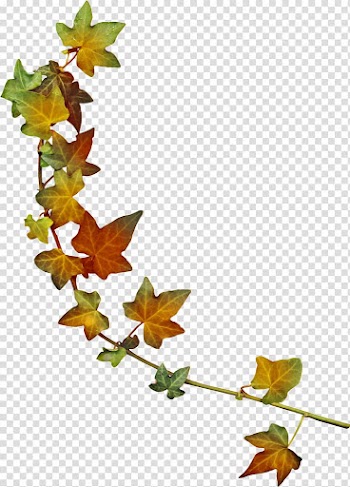 Maple leaf Autumn, green leaves transparent background PNG clipart
