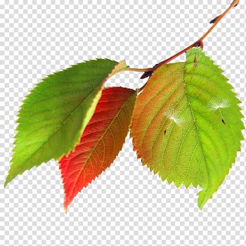 Maple leaf Autumn, Green leaves transparent background PNG clipart
