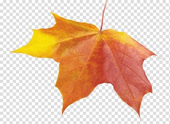 Maple leaf Autumn leaf color, Autumn Leaf transparent background PNG clipart