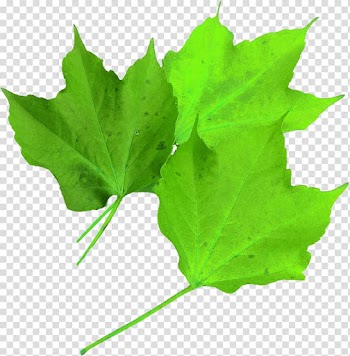 Maple leaf Autumn leaf color, autumn transparent background PNG clipart