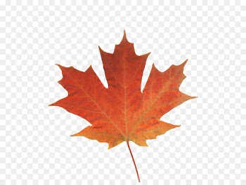 Maple leaf Autumn leaf color Canada - real leaf 